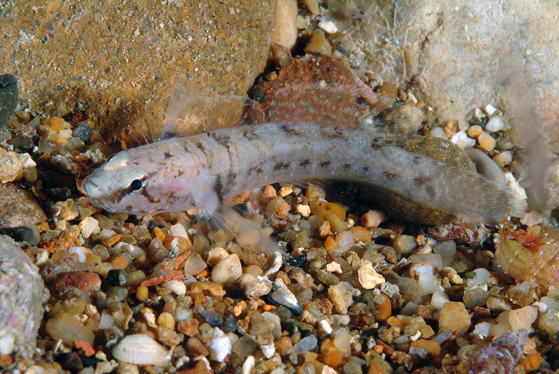 Piccolo ghiozzo da identificare (Zebrus zebrus o Millerigobius macrocephalus)